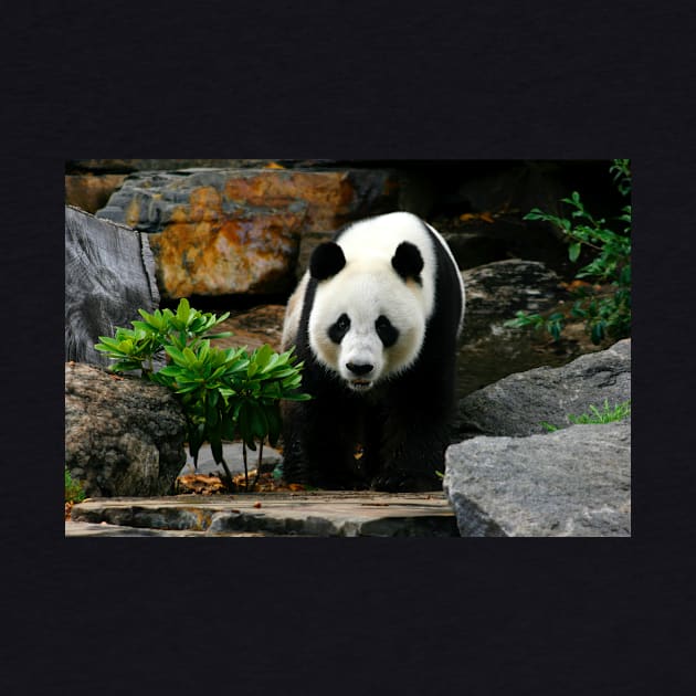 Giant Panda by jwwallace